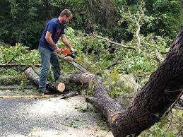 Best Fruit Tree Pruning  in Sully Square, VA